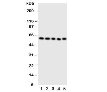 ERp57 Antibody
