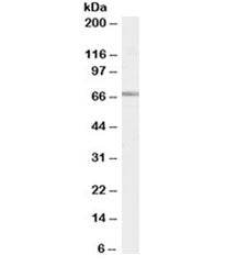SHP-1 Antibody