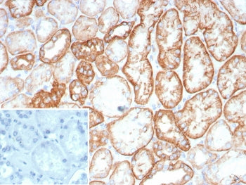 IHC staining of FFPE human kidney tissue with Cadherin 16 antibody (clone CDH16/2449). HIER: boil ti