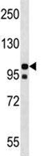 NLRP4 Antibody