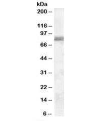 ZRANB1 Antibody