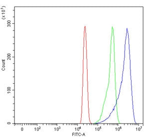 Flow cytometry testing of human HL60 cells with SCYL1 antibody at 1ug/million cells (blocked with go