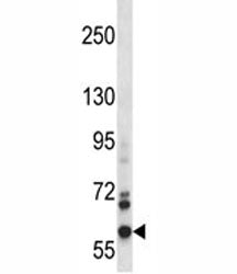 NOX5 Antibody