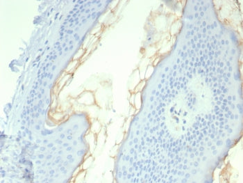 IHC staining of FFPE human skin tissue with KLK5 antibody (clone KLK5/4761). HIER: boil tissue secti