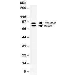 Western blot testing of rat NRK cell lysate with MMP-9 antibody at 0.5ug/ml. Predicted molecular wei