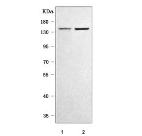 Western blot testing of human 1) MCF7 and 2) HepG2 cell lysate with SULF2 antibody. Predicted molecu