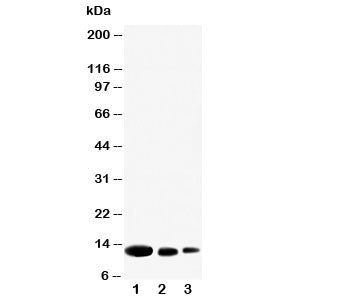 Western blot testing of CXCL9 antibody and Lane 1: recombinant human protein 10ng; 2: 5ng; 3: 2.5ng
