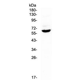Heparanase 1 Antibody