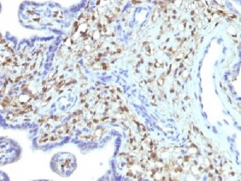 IHC testing of FFPE human placenta with FSP1 antibody (clone S100A4/1481). Required HIER: steam sect
