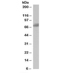 SH3BP1 Antibody