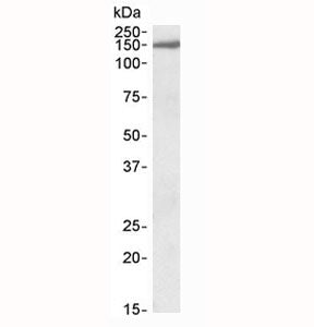 EPB41L3 Antibody