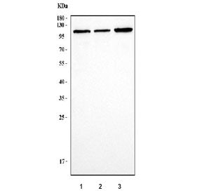 GADD34 Antibody / PPP1R15A