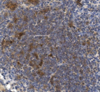Cd73 Antibody