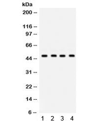 Western blot testing of 1) rat brain, 2) mouse brain, 3) human U20S and 4) human HeLa lysate with GJ
