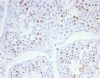 IHC staining of FFPE human testis tissue with KIF2C antibody (clone KIF2C/6526) at 2ug/ml. HIER: boi