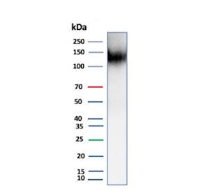 Cadherin 16 Antibody