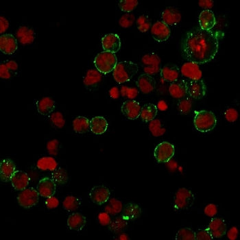 Immunofluorescent staining of human Raji cells with recombinant HLA-DPB1 antibody (clone HLA-DPB1/28