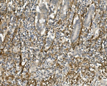 SPRY4 Antibody / Sprouty 4