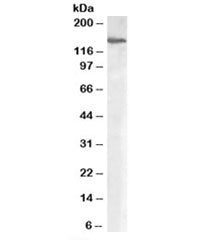 Western blot testing of human placenta lysate with MAN2A1 antibody at 0.3ug/ml. Predicted molecular 