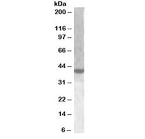 XBP1 Antibody