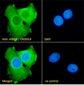 IF/ICC staining of fixed and permeabilized human A431 cells with AIBZIP antibody (green) at 10ug/ml and DAPI nuclear stain (blue).