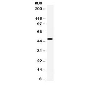 CD27 Antibody