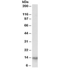Western blot testing of human adipose lysate with FABP4 antibody at 0.03ug/ml. Predicted molecular w