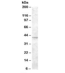 SLC24A5 Antibody