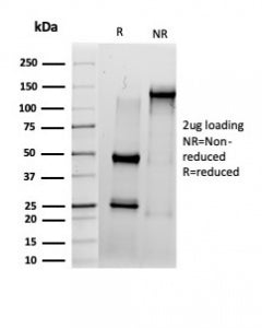 SDS-PAGE analysis of purified, BSA-free IRF3 antibody (PCRP-IRF3-6H10) as confirmation of integrity 