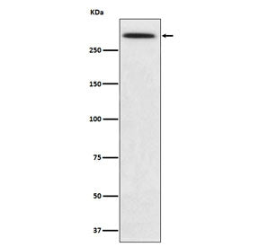 SPTA1 Antibody / Spectrin alpha 1