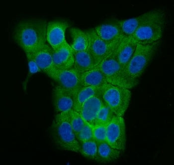 TUBGCP2 Antibody / GCP2