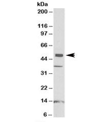 NPTX1 Antibody