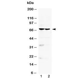 BMAL1 Antibody / ARNTL