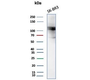 ALDH1L1 Antibody