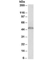 Western blot testing of mouse thymus lysate with p47phox antibody at 0.03ug/ml. Expected/observed mo