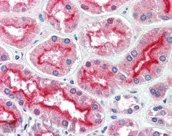 AGAP3 Antibody