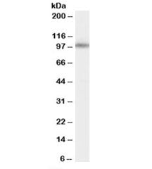 MINT1 Antibody