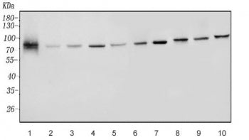 YTHDC1 Antibody