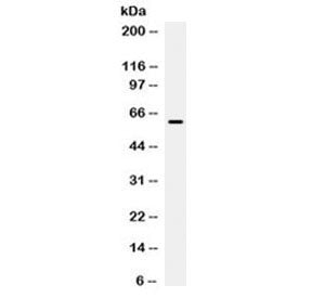 Western blot testing of human HeLa cell lysate with PD-L1 / B7-H1 antibody at 0.5ug/ml. Expected mol