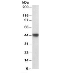 Western blot testing of A549 lysate with OCT6 antibody at 1ug/ml. Predicted/observed molecular weigh