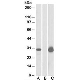 PPPDE1 Antibody