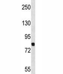 Dyrk1a Antibody