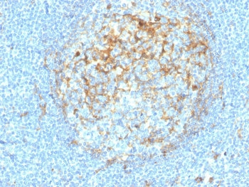 IHC staining of FFPE human tonsil with recombinant CD14 antibody (clone LPSR/4180R). HIER: boil tiss