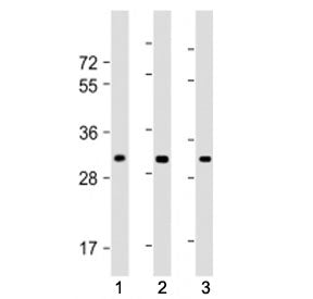 Western blot testing of CH25H antibody at 1:1000: Lane 1) human brain lysate, 2) mouse heart lysate 
