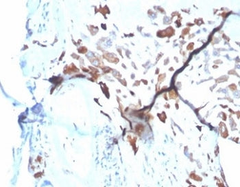 IHC staining of FFPE human placental tissue with SPARC antibody (clone OSTN/3933). HIER: boil tissue