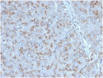 IHC staining of FFPE human adrenal gland tissue with Interleukin 15 antibody (clone IL15/4353). HIER