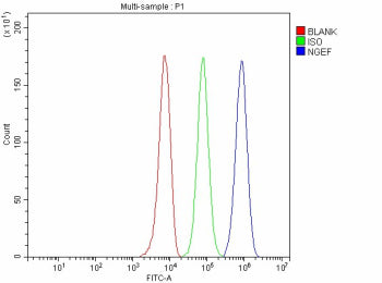 Flow Cytometry analysis of HepG2 cells using anti-NGEF antibody. Overlay histogram showing HepG2 cel