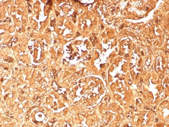 Hemoglobin subunit alpha Antibody / HBA