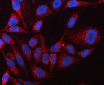 EF-Tu Antibody / TUFM