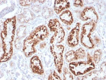 IHC staining of FFPE human kidney with RBP4 antibody. HIER: boil tissue sections in pH 9 10mM Tris w